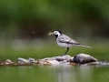 Konipas bílý (Motacilla alba)