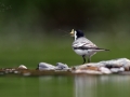 Konipas bílý (Motacilla alba)