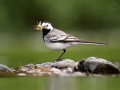 Konipas bílý (Motacilla alba)