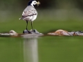 Konipas bílý (Motacilla alba)