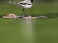 Konipas bílý (Motacilla alba)