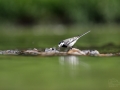 Konipas bílý (Motacilla alba)