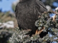 Kos černý (Turdus merula)