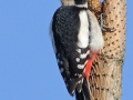 Strakapoud velký (Dendrocopos major)