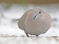 Hrdlička zahradní (Streptopelia decaocto)