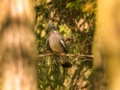 Holub hřivnáč (Columba palumbus)