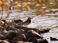 Konipas bílý (Motacilla alba)