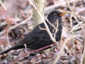 Kos černý (Turdus merula)