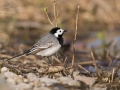 Konipas bílý (Motacilla alba)