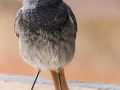 Rehek domácí (Phoenicurus ochruros)