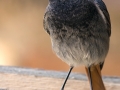 Rehek domácí (Phoenicurus ochruros)