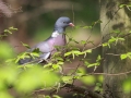 Holub hřivnáč (Columba palumbus)