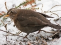 Kos černý (Turdus merula)