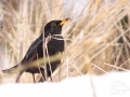 Kos černý (Turdus merula)