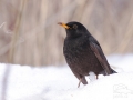 Kos černý (Turdus merula)