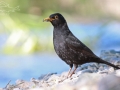 Kos černý (Turdus merula)