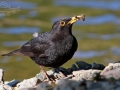 Kos černý (Turdus merula)