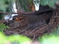 Kos černý (Turdus merula)