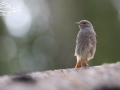 Rehek domácí (Phoenicurus ochruros)