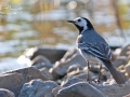 Konipas bílý (Motacilla alba)