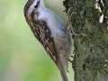 Šoupálek dlouhoprstý (Certhia familiaris)
