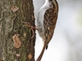 Šoupálek dlouhoprstý (Certhia familiaris)