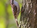 Šoupálek dlouhoprstý (Certhia familiaris)
