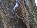 Šoupálek dlouhoprstý (Certhia familiaris)