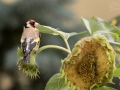 Stehlík obecný (Carduelis carduelis)