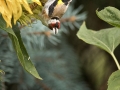 Stehlík obecný (Carduelis carduelis)