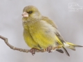 Zvonek zelený (Carduelis chloris)