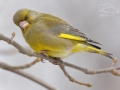 Zvonek zelený (Carduelis chloris)