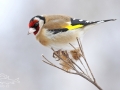 Stehlík obecný (Carduelis carduelis)