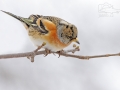 Pěnkava jikavec (Fringilla montifringilla)