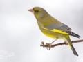 Zvonek zelený (Carduelis chloris)