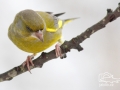 Zvonek zelený (Carduelis chloris)