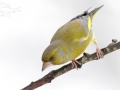 Zvonek zelený (Carduelis chloris)