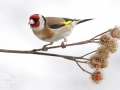 Stehlík obecný (Carduelis carduelis)