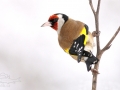Stehlík obecný (Carduelis carduelis)