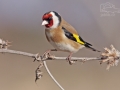 Stehlík obecný (Carduelis carduelis)