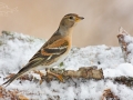 Pěnkava jikavec (Fringilla montifringilla)