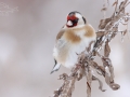 Stehlík obecný (Carduelis carduelis)