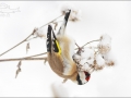 Stehlík obecný (Carduelis carduelis)