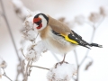 Stehlík obecný (Carduelis carduelis)