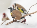 Stehlík obecný (Carduelis carduelis)