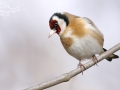 Stehlík obecný (Carduelis carduelis)