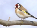 Stehlík obecný (Carduelis carduelis)