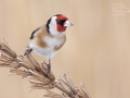 Stehlík obecný (Carduelis carduelis)