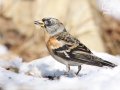Pěnkava jikavec (Fringilla montifringilla)
