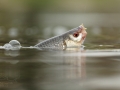 Plotice  obecná (Rutilus rutilus)